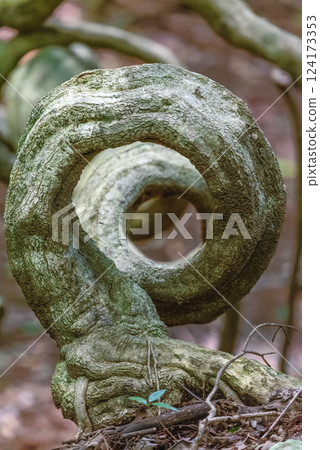 Giant Ivy Vine World Natural Heritage Yakushima Forest (Summer) Giant Ivy Vine World Natural Heritage Yakushima Forest (Summer) 124173353
