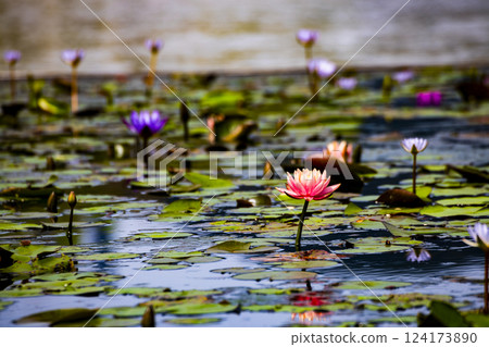 蓮花初開，淫欲落 124173890