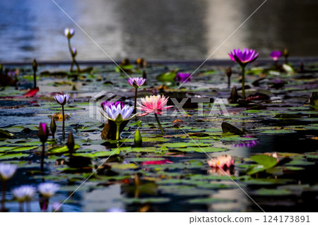 蓮花初開，淫欲落 124173891