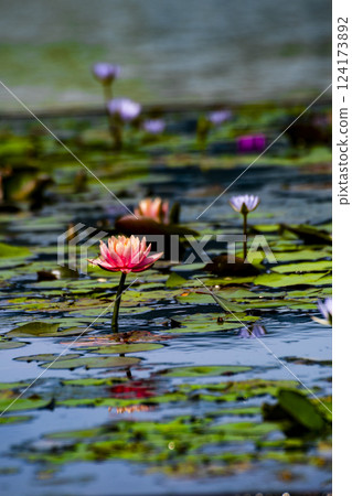 蓮花初開，淫欲落 124173892
