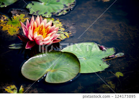 蓮花初開，淫欲落 124173895