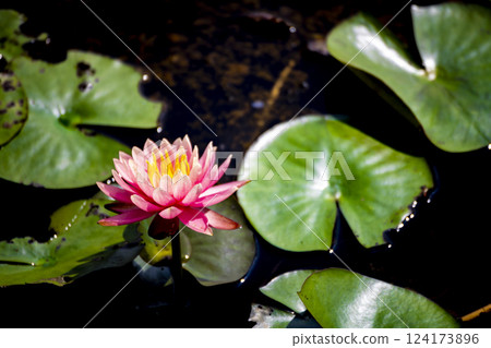 蓮花初開，淫欲落 124173896