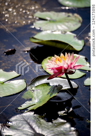 蓮花初開，淫欲落 124173898