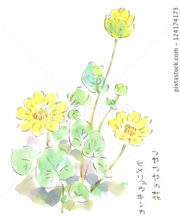 一朵黃色、閃亮的沼澤萬壽菊花的水彩畫 124174173