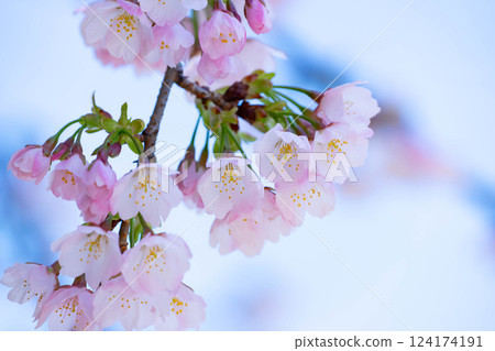 新開的櫻花 124174191