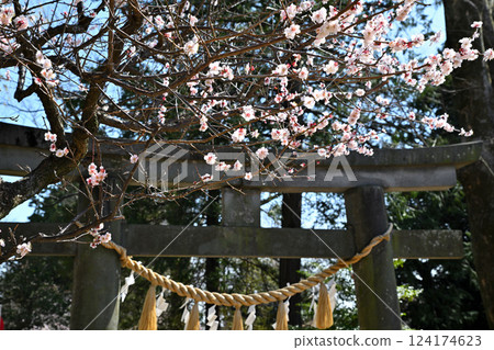 童謠的發祥地：梅花盛開的三好野神社、川越市 124174623