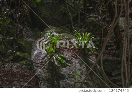 Otaniwatari World Natural Heritage Yakushima Forest (Summer) Otaniwatari World Natural Heritage Yakushima Forest (Summer) 124174743