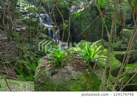 大谷渡世界自然遺產屋久島森林(夏季) 大谷渡世界自然遺產屋久島森林(夏季) 124174748