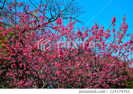 Winter cherry blossoms in full bloom, the birthplace of children's songs, Miyoshino Shrine grounds, Kawagoe City Winter cherry blossoms in full bloom, the birthplace of children's songs, Miyoshino Shrine grounds, Kawagoe City 124174761