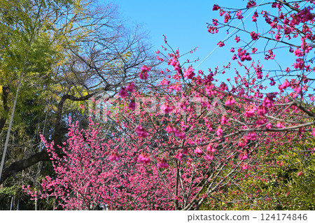 冬日櫻花盛開、童謠的發祥地、三好野神社境內、川越市 冬日櫻花盛開、童謠的發祥地、三好野神社境內、川越市 124174846