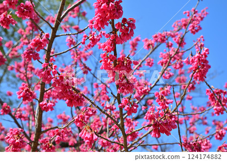 冬日櫻花盛開、童謠的發祥地、三好野神社境內、川越市 冬日櫻花盛開、童謠的發祥地、三好野神社境內、川越市 124174882