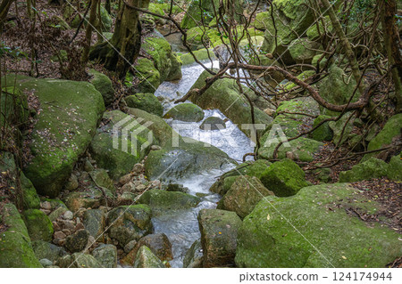 Yakushima World Heritage Forest (July) A mountain stream flowing through the forest 124174944