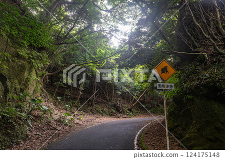 注意動物 綠色走廊 世界自然遺產 屋久島(夏季) 注意動物 綠色走廊 世界自然遺產 屋久島(夏季) 124175148