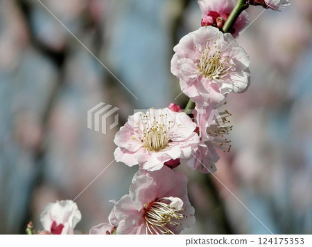 Plum blossoms bloom at Kumagaya City's Agricultural and Forestry Park (March 17, 2015) A light pink plum blossom scene and a relaxing March day 124175353