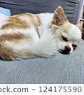 吉娃娃蜷縮在沙發上睡覺 124175590