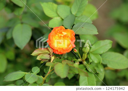 秋日玫瑰 - Fure Taiko 124175942