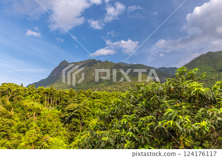 盛夏的藍天與深綠色－世界自然遺產屋久島莫喬莫山 124176117
