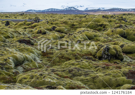 The landscape of Eldhraun lava moss field in Iceland. This impressive lava field the biggest lava flow in the world. 124176184