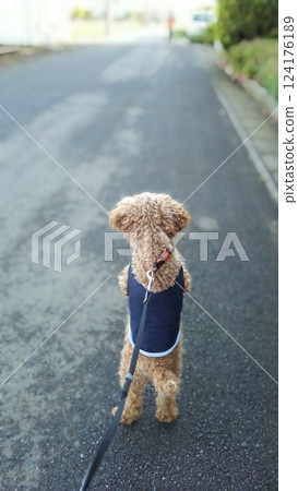 The back view of a toy poodle looking into the distance and waiting for something 124176189