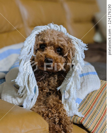 A cushioned toy poodle 124176190