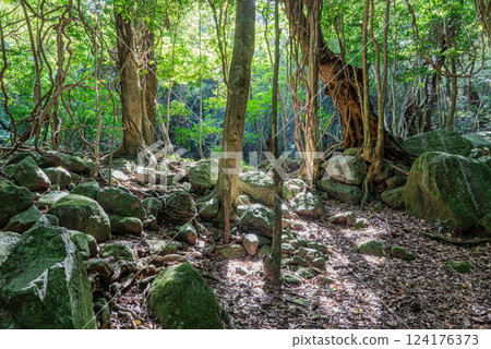 Akou Trees and Giant Rocks, World Natural Heritage Yakushima Forest (Summer) Akou Trees and Giant Rocks, World Natural Heritage Yakushima Forest (Summer) 124176373