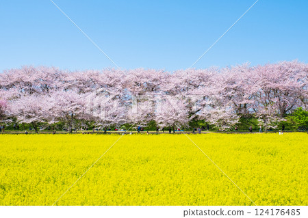 Gyodo神社 124176485