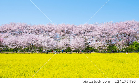 Gyodo Shrine 124176486