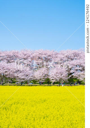 Gyodo神社 124176492