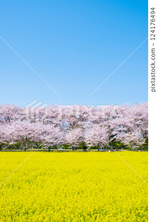 Gyodo神社 124176494