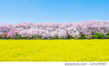 Gyodo神社 124176497