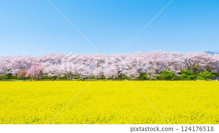 Gyodo神社 124176518