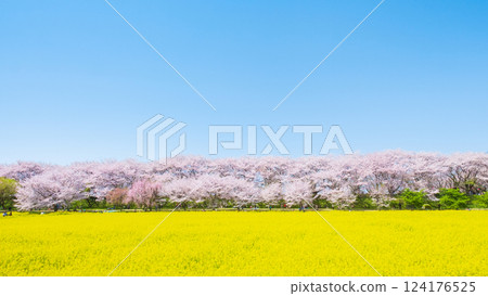 Gyodo Shrine 124176525