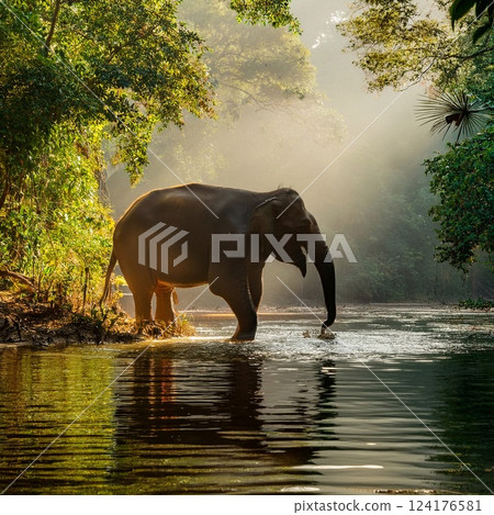 a massive elephant stands at the edge of a crystal-clear river 124176581