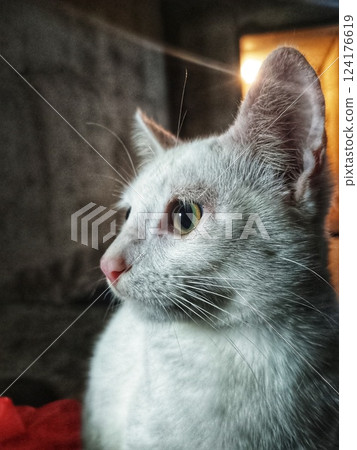 portrait of a white cat's face portrait of a white cat's face 124176619