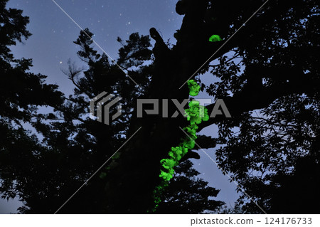 Tsukiyotake 124176733