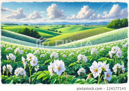 Potato field and potato flowers 124177143