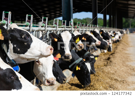 Farm cowshed with black and white cows Farm cowshed with black and white cows 124177342