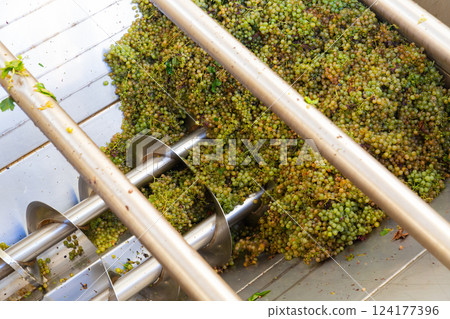 Modern winery with steel barrels and mechanical destemmer crushing white grapes Modern winery with steel barrels and mechanical destemmer crushing white grapes 124177396