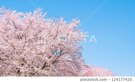 櫻花盛開 櫻花盛開 124177420
