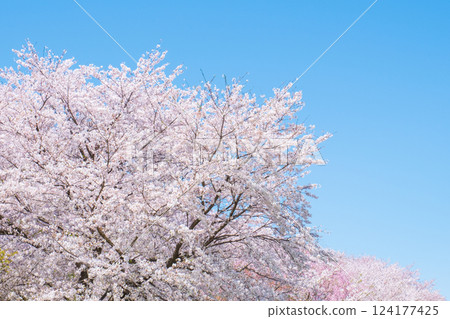 櫻花盛開 124177425