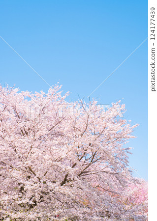 櫻花盛開 124177439