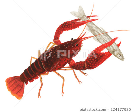 美國小龍蝦捕捉一條小魚 美國小龍蝦捕捉一條小魚 124177920