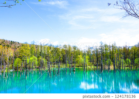 A refreshing early summer view of the Blue Pond in Biei, Hokkaido 124178136