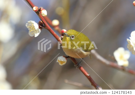 A Japanese white-eye sucking nectar from a white plum A Japanese white-eye sucking nectar from a white plum 124178143