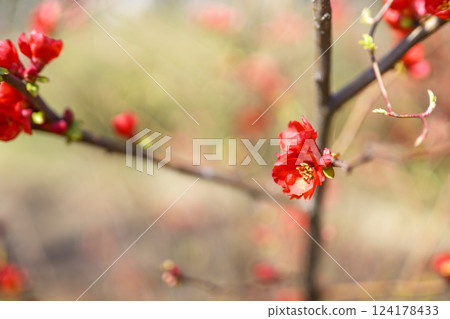 木瓜花 春季花 紅花 花 三月 124178433