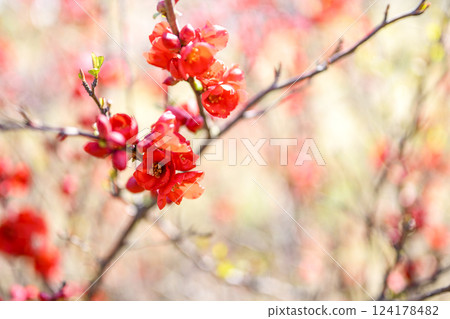 木瓜花 春季花 紅花 花 三月 木瓜花 春季花 紅花 花 三月 124178482