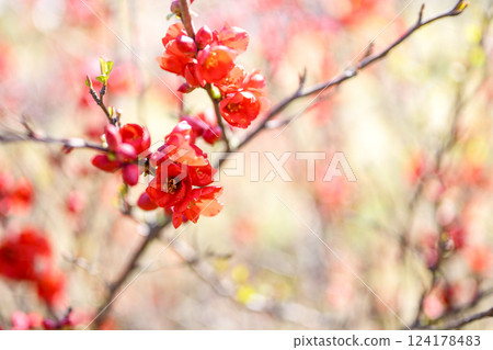 木瓜花 春季花 紅花 花 三月 124178483