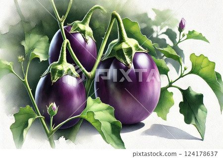 茄子/鴨梨 124178637