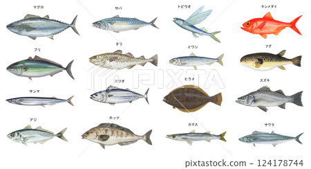 海水魚插圖集 124178744