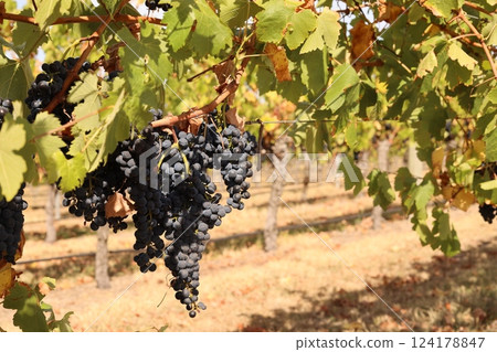 澳洲墨爾本雅拉河谷一家釀酒廠內成熟的葡萄 澳洲墨爾本雅拉河谷一家釀酒廠內成熟的葡萄 124178847